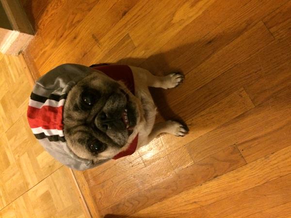 /Images/uploads/PUG NATION RESCUE OF LOS ANGELES/pugnationcalendar/entries/2424thumb.jpg